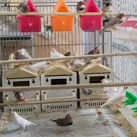 فنچ مولد به ضمانت