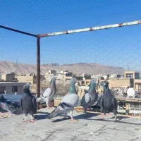 گنجه روف نرو ماده|پرنده|مرودشت, ابوذر شمالی‎|دیوار