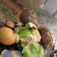 حلزون آچاتینا مولد - گونه‌های مختلف (فروش فوری)