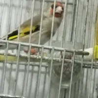 سهره کرمانی مست خون گلبسر مست خون|پرنده|مشهد, کوی المهدی|دیوار