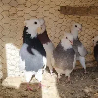 طوقی|پرنده|مبارکه, |دیوار