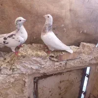 کلاغ. دم سفید. سارجفتگاه