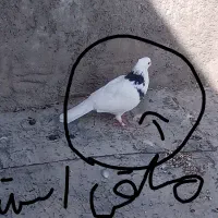فروش فوری کبوتر|پرنده|خانمیرزا, |دیوار