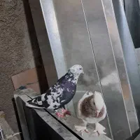 یک جفت کبوتر.