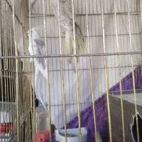 عروس هلندی|پرنده|ایوان, |دیوار