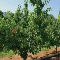 فروش باغ گیلاس و آلبالو 5ساله