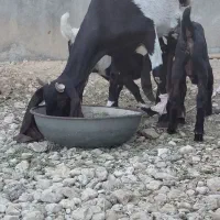 فروش بز پاکستانی