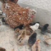 تخم مرغ نطفه دار