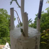 هرس و پیوند درختان