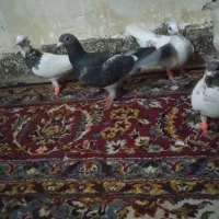 کفتر هم هوای|پرنده|تربت جام, المهدی|دیوار