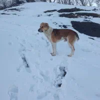 یک سگ|سگ|مریوان, |دیوار