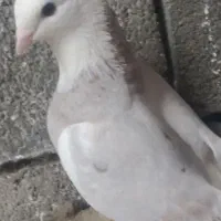 6تا کبوتر|پرنده|جوانرود, |دیوار