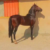 نریان. پنج. سال. سواری. دار