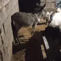 کره خر ماده گله اصل