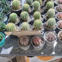 کاکتوس به قیمت عمده|گل و گیاه طبیعی|سیرجان, |دیوار