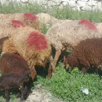 میش بره دار .میش بره نر .بز