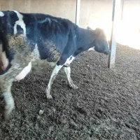 گاو حذفی|حیوانات مزرعه|جوادآباد, |دیوار