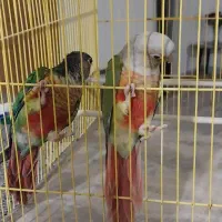 طوطی گرینچیک تازه بالغ|پرنده|ساری, |دیوار