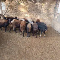 بز میش بره افشار غزل آبستن گوسفند افشاری قوچ