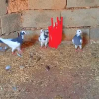 کبوتر