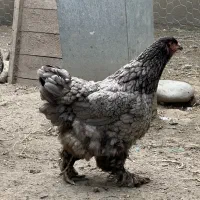 مرغ برهما اصیل