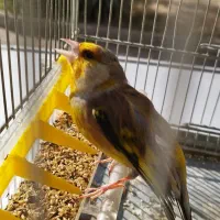 سهره قناری قواره دار مست بخون