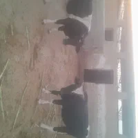 گاو|حیوانات مزرعه|کازرون, |دیوار