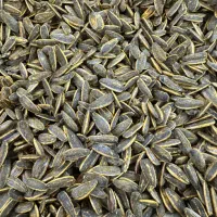 شورکاری تخمه وآجیل حرفه ای|عمدهفروشی|قرچک, شهرک صنعتی قرچک|دیوار