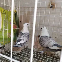 تعدادی کبوتر فروشی|پرنده|بندرعباس, |دیوار