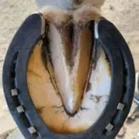 اسب قیار و نعلبندی