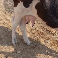 گاو با گوساله نر خارجی|حیوانات مزرعه|شادگان, |دیوار