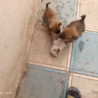 سگ پاکوتاه|سگ|عطاملک, |دیوار