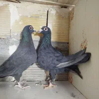 نر ماده زاغ