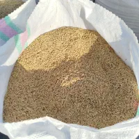 شالی ندا