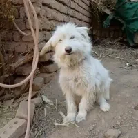 پاپی پشمالو