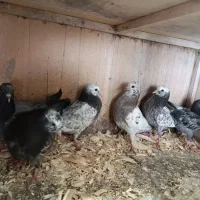 جوجه کبوتر هیچ پر