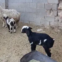 میش بره دار