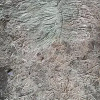 علوفه جو داخل انبار  ۱۰۰ عدد