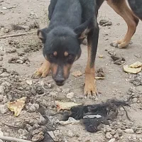 سگ نگهبان|سگ|زرند, |دیوار