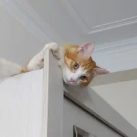 واگذاری گربه نر