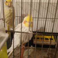 عروس هلندی جفت با جوجه و تخم با یک عدد ماده دستی|پرنده|اصفهان, باغ فدک|دیوار