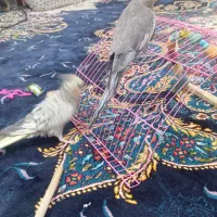 عروس هلندی نرو ماده