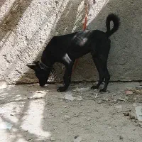توله 5ماهه