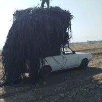 جمع آوری ضایعات نوارتیپ قطره ای