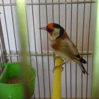 خریدو فروش انواع سهرهای قفسی داود خودکام