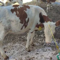 گوساله|حیوانات مزرعه|گنبد کاووس, |دیوار