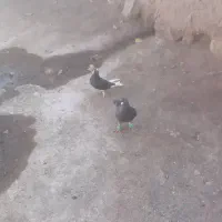 قره دم سفید|پرنده|سبزوار, رباط|دیوار