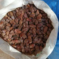 فروش ضایعات خرما|عمدهفروشی|ارزوئیه, |دیوار