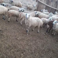 شیشک ماده چاق