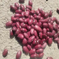 فروش لوبیا قرمز